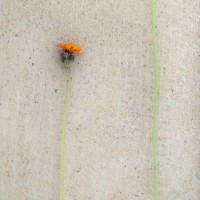 Orange Hawkweed, Fox and Cubs